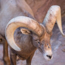 Sonoran Desert Museum