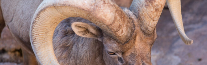 Sonoran Desert Museum