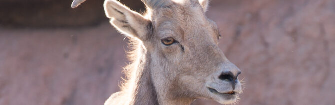 Sonoran Desert Museum