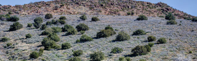 Desert Driving