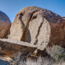 Joshua Tree National Park