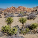 Joshua Tree National Park