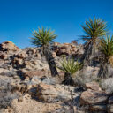 Joshua Tree National Park