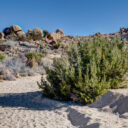 Joshua Tree National Park