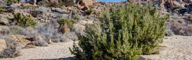 Joshua Tree National Park