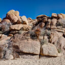 Joshua Tree National Park
