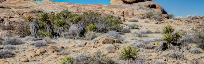 Joshua Tree National Park