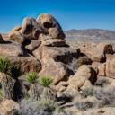 Joshua Tree National Park