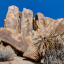 Joshua Tree National Park
