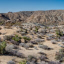 Joshua Tree National Park