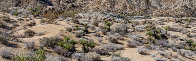 Joshua Tree National Park