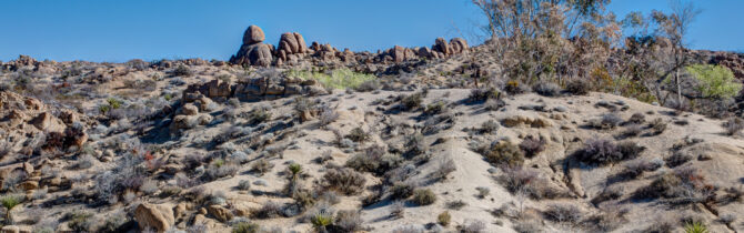 Joshua Tree National Park