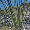 Joshua Tree National Park