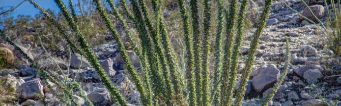 Joshua Tree National Park