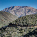 Joshua Tree National Park