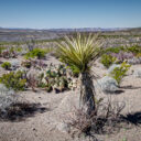 Big Bend Ranch State Park