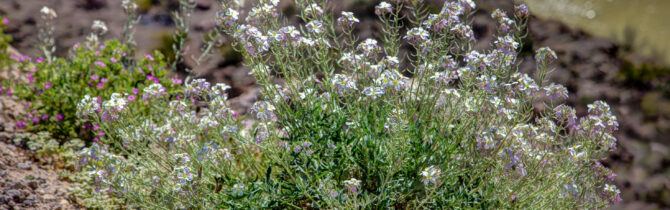 Big Bend Ranch State Park