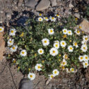 Big Bend Ranch State Park