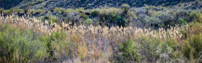 Big Bend Ranch State Park