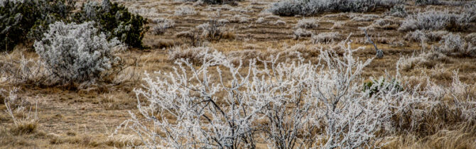 Hoar Frost