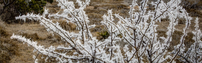 Hoar Frost