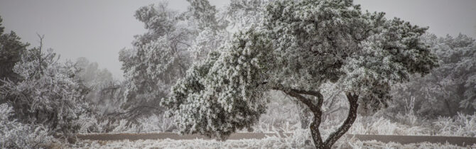 Hoar Frost