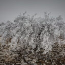 Hoar Frost