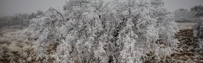 Hoar Frost