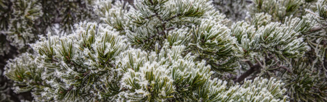 Hoar Frost