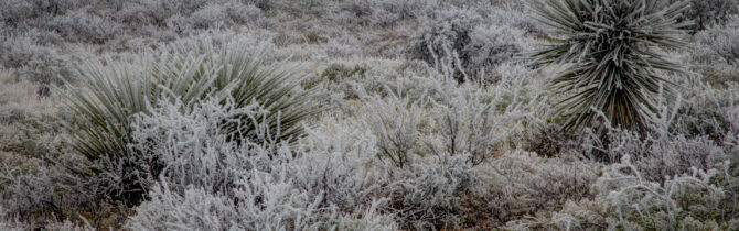 Hoar Frost
