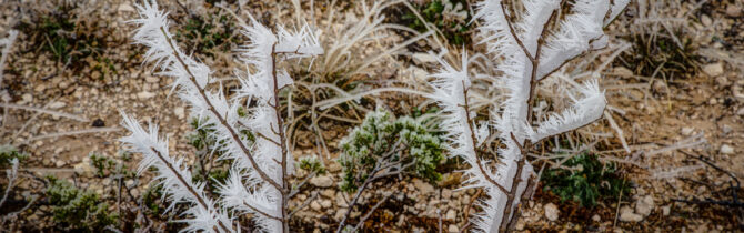 Hoar Frost