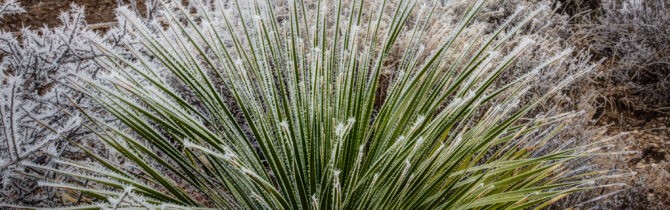 Hoar Frost