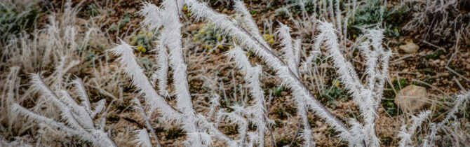 Hoar Frost