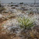 Hoar Frost