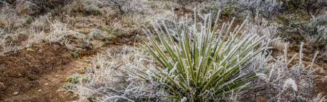 Hoar Frost