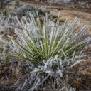 Hoar Frost