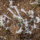 Hoar Frost