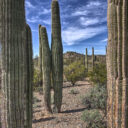 Tucson to Organ Pipe National Monument