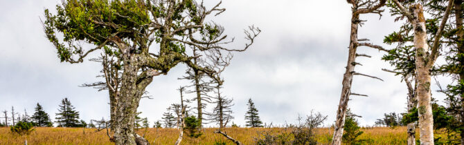 Nature’s Design: Trees of the Canadian Maritimes