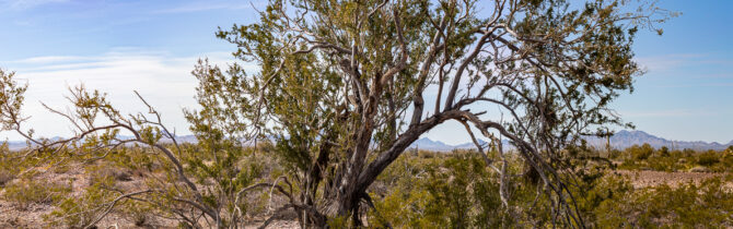 KOFA Queen Canyon Road II