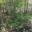 Steven and Sarah’s new cabin