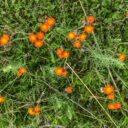 Prairie Wildflower Loop